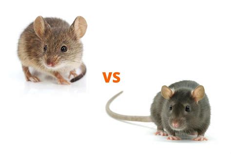 mice vs mouse.